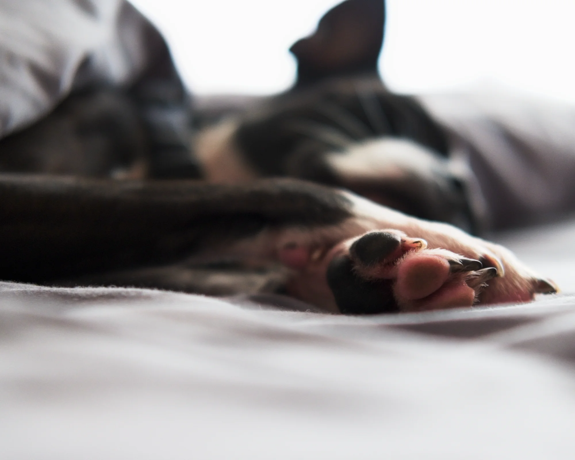 Siesta - Sleeping Dog